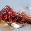 Carrageenan