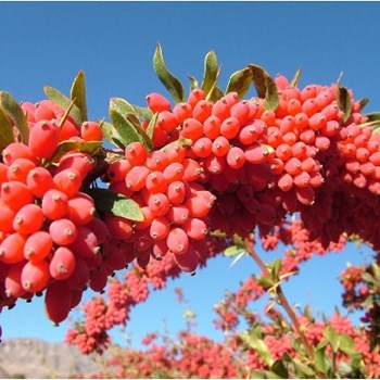 نهال-زرشک