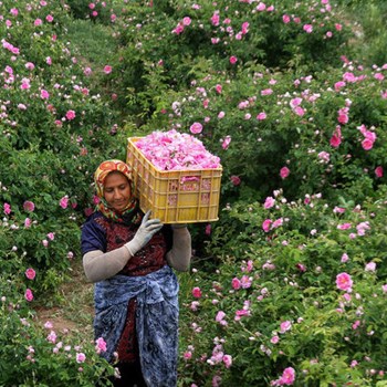 نهال-گل-محمدی