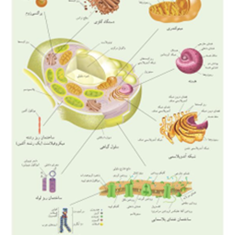 اندامک-های-یوکاریوت