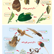 مراحل-دگردیسی