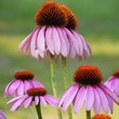 echinacea