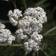 achillea-millefolium