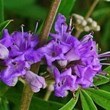 vitex-agnus-castus