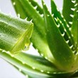 aloe-vera