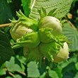 نهال-فندق-Hazelnut-seedlings