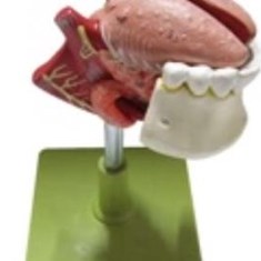 مولاژ-زبان-و-دندان